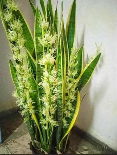 虎尾蘭開花|家裡養虎尾蘭，從4個方面喂飽它，不但開花還結果，。